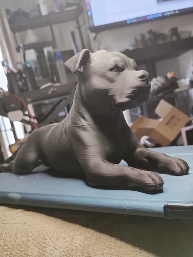 Staffordshire bull terrier - bull,