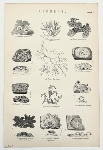 Lichens botanical 1880s - botanical,