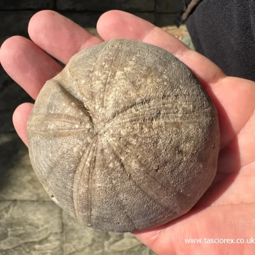 Clypeus ploti british - ploti, –