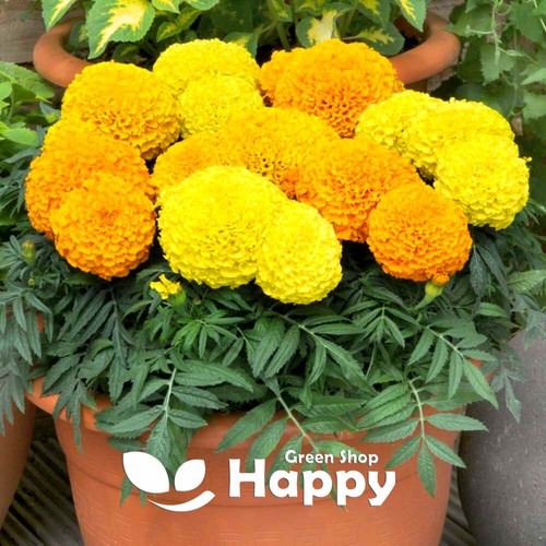 African marigold dwarf maximix - marigold,