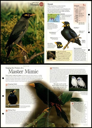 Mynah birds discovering - #69,