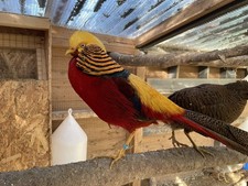Golden pheasant eggs these - 6x,