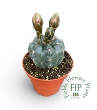 Gymnocalycium baldianum - baldianum, |