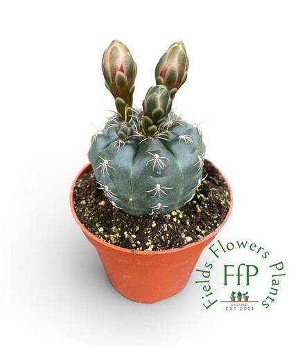 Gymnocalycium baldianum - gymnocalycium,