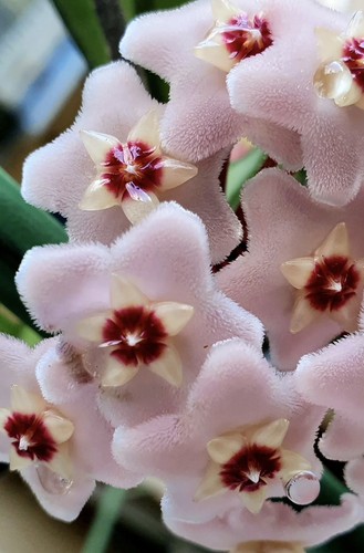 Sold out 40 previous - **sold,