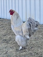 Buff, Dark, Partridge, Isabel