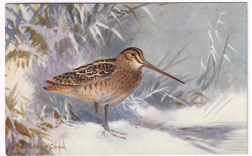 Common snipe bird postcard - common,
