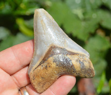 AMAZING VALUE, GENUINE MEGALODON SHARK TOOTH!.... BEST VALUE MEGS !!!! Bd115