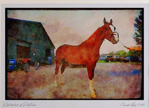 Horse 197046 american - horse,