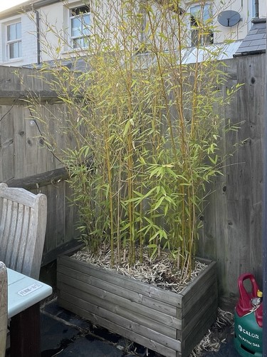 Bamboo wooden planter - bamboo,