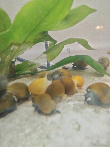 Mystery snails pomacea - mystery,