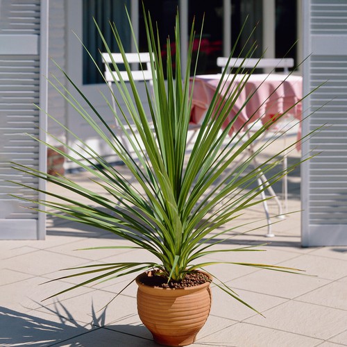 Cordyline atlantic green - atlantic,