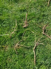 1 Small Hop Plant Rhizome