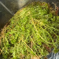 Fresh irish sphagnum moss - sphagnum,