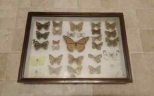 vintage taxidermy butterfly display case hampshire specimens c1940-1980