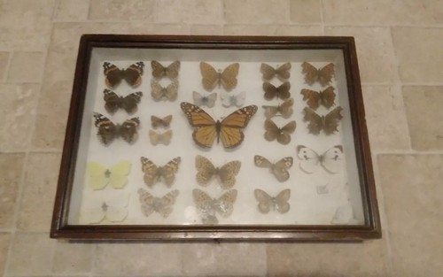 Vintage taxidermy butterfly - taxidermy,