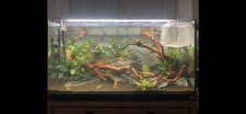 Fluval 200 Litre Aquarium Fish