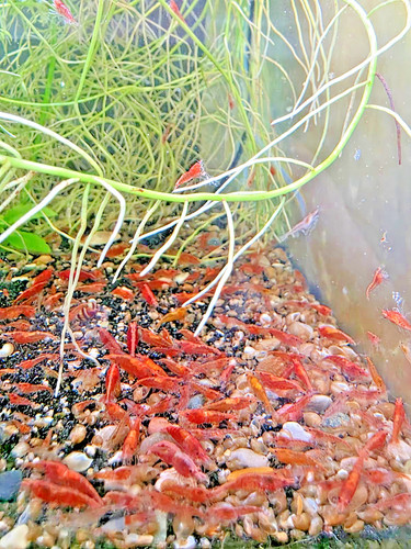 Red cherry shrimp - cherry,