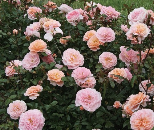 Rose sweet dream - dream’, –