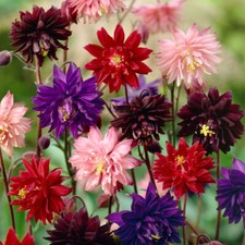 AQUILEGIA VARIOUS TYPES & COLOURS HARDY PERENNIAL PLANT FRESH SEEDS 