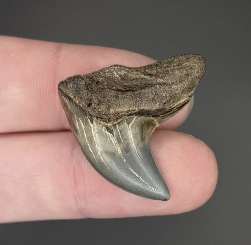 Giant thresher shark - shark, tooth