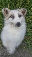 Taxidermy Fox Rare Amber