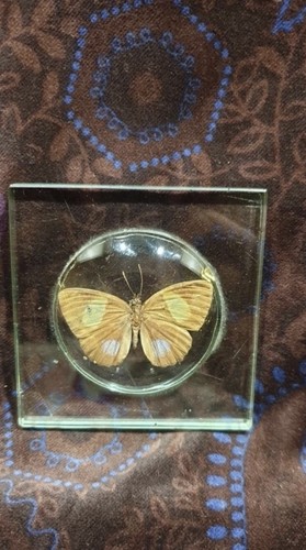 Vintage old taxidermy glass - old,