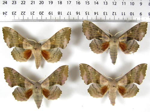 Sphingidae laothoe populi - sphingidae,