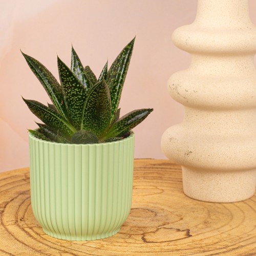 Baby gasteria nella really - baby,
