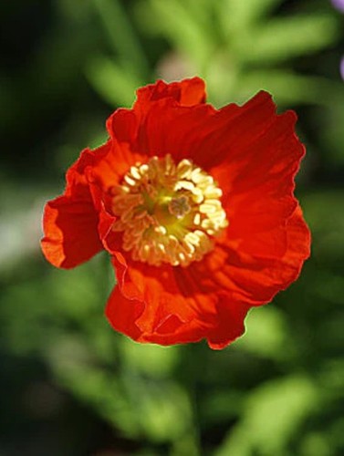 250 red poppy - 250+,