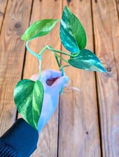 Golden Pothos Cutting, Five