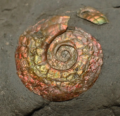 Juvenile red iridescent
