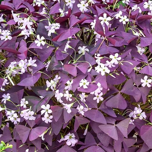 Oxalis litre plant - 1, 2