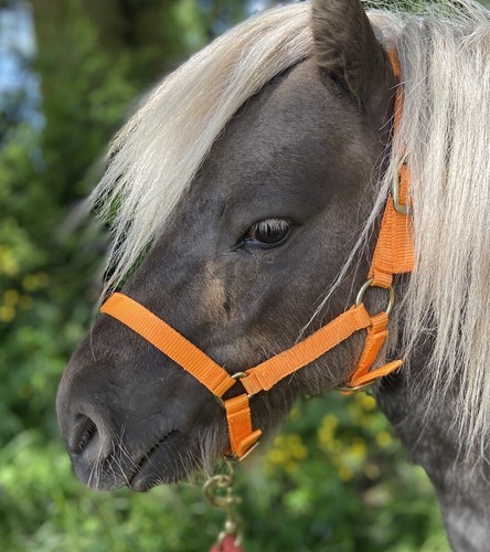 Foal headcollar fully - foal,