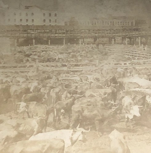 Cattle market union - cattle, stock