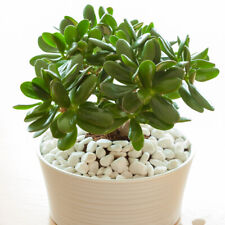 Houseplant, Jade Plant