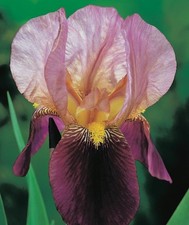 Iris germanica Indian Chief