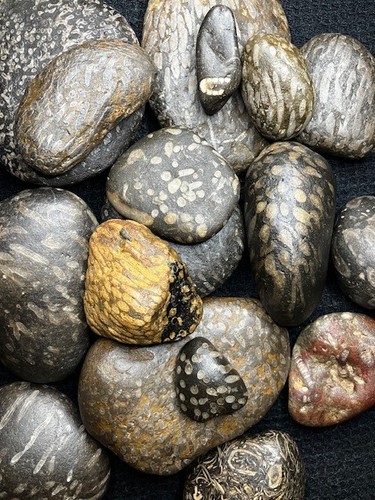 Natural fossil bearing - fossil, beach