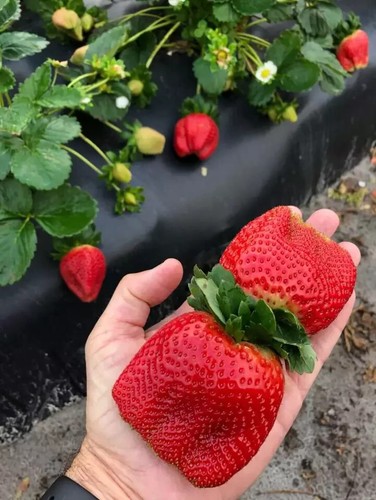 Giant strawberry seeds - 50,
