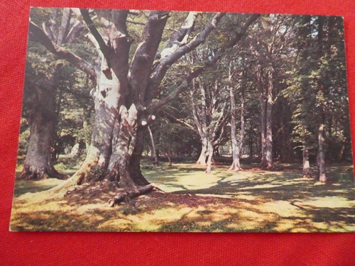 Postcard new forest - new,