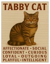 Tabby Cat Traits Cute Pet