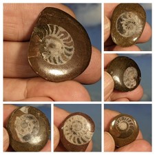 Gonioclymenia Goniatite Polished Fossils in matrix. Job lot of Six Items. Boxed.