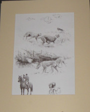 Coursing waterloo cup - coursing, -cup