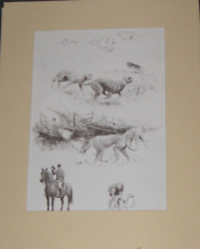 Coursing Waterloo -Cup, Greyhounds Lurcher's, Hunting Park-Coursing Longdogs