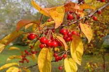 TEA CRAB APPLE Malus hupehensis, EDIBLE WILD FRUIT and AUTUMN COLOURS, 20-30cm