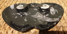 Orthoceras - Goniatite - Ammonite? Fossil Dish. Black