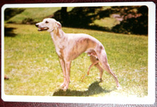WHIPPET   Australian Champion  Vintage 1967 Photo Card  CE17