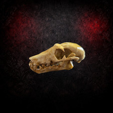 Life Size Fruit Bat Skull –