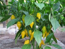 HOT CHILLI PEPPER HABANERO LIMON 50 SEEDS