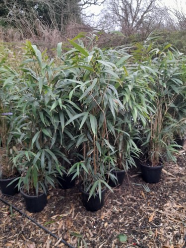 Pseudosasa japonica metake - pseudosasa, 'metake'